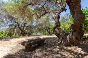 A wooden bench under a large tree in a park.