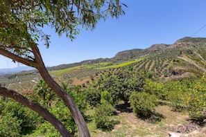 A vineyard landscape with rows of trees and a clear sky.