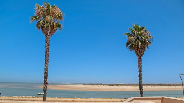 Due palme, una spiaggia e un cielo azzurro limpido.