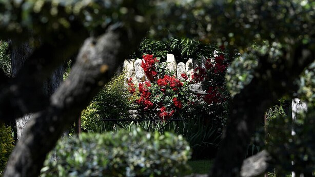 En trädgård med en grusgång, en stenmur och röda blommor.