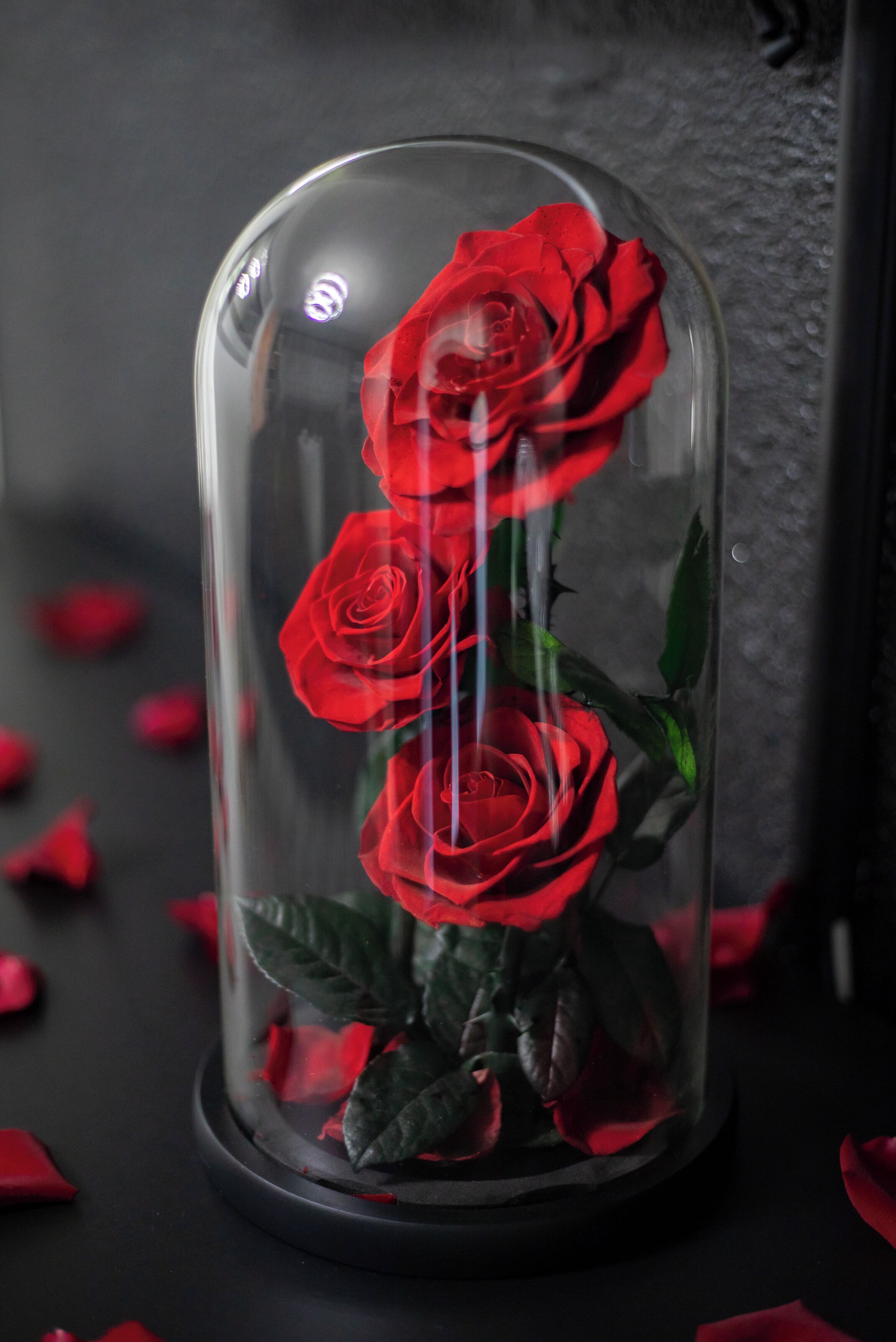 A glass dome with red roses inside.