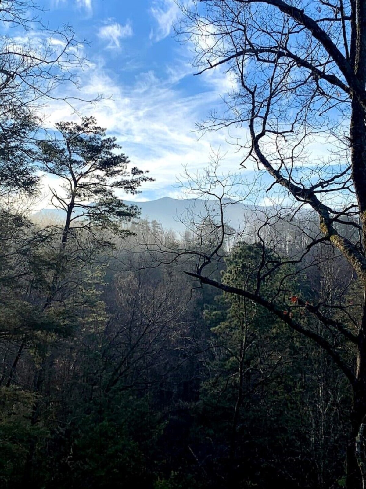 Photo 71 of Cozy nature vibes! Secluded, private and convenient!