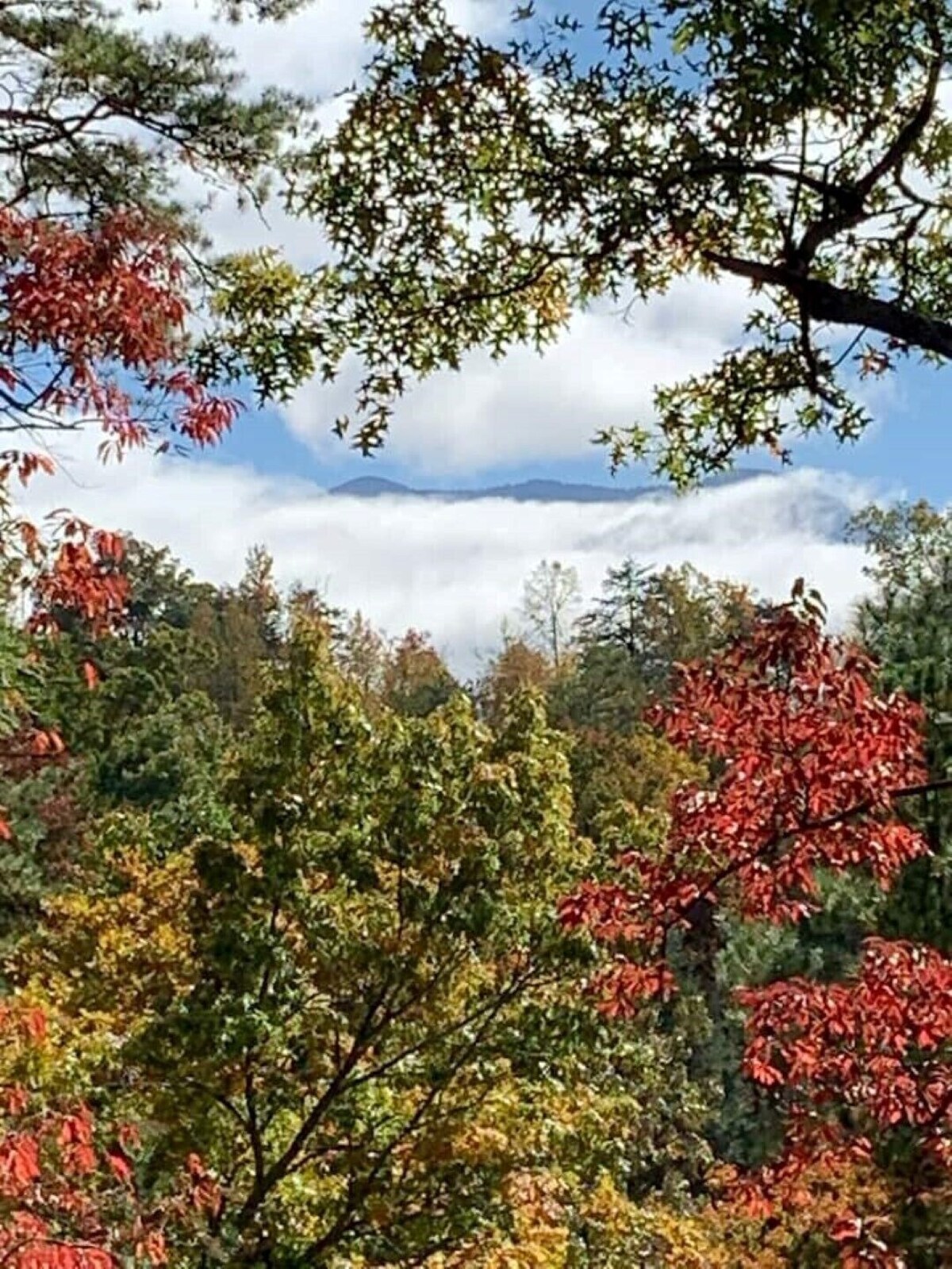 Photo 82 of Cozy nature vibes! Secluded, private and convenient!