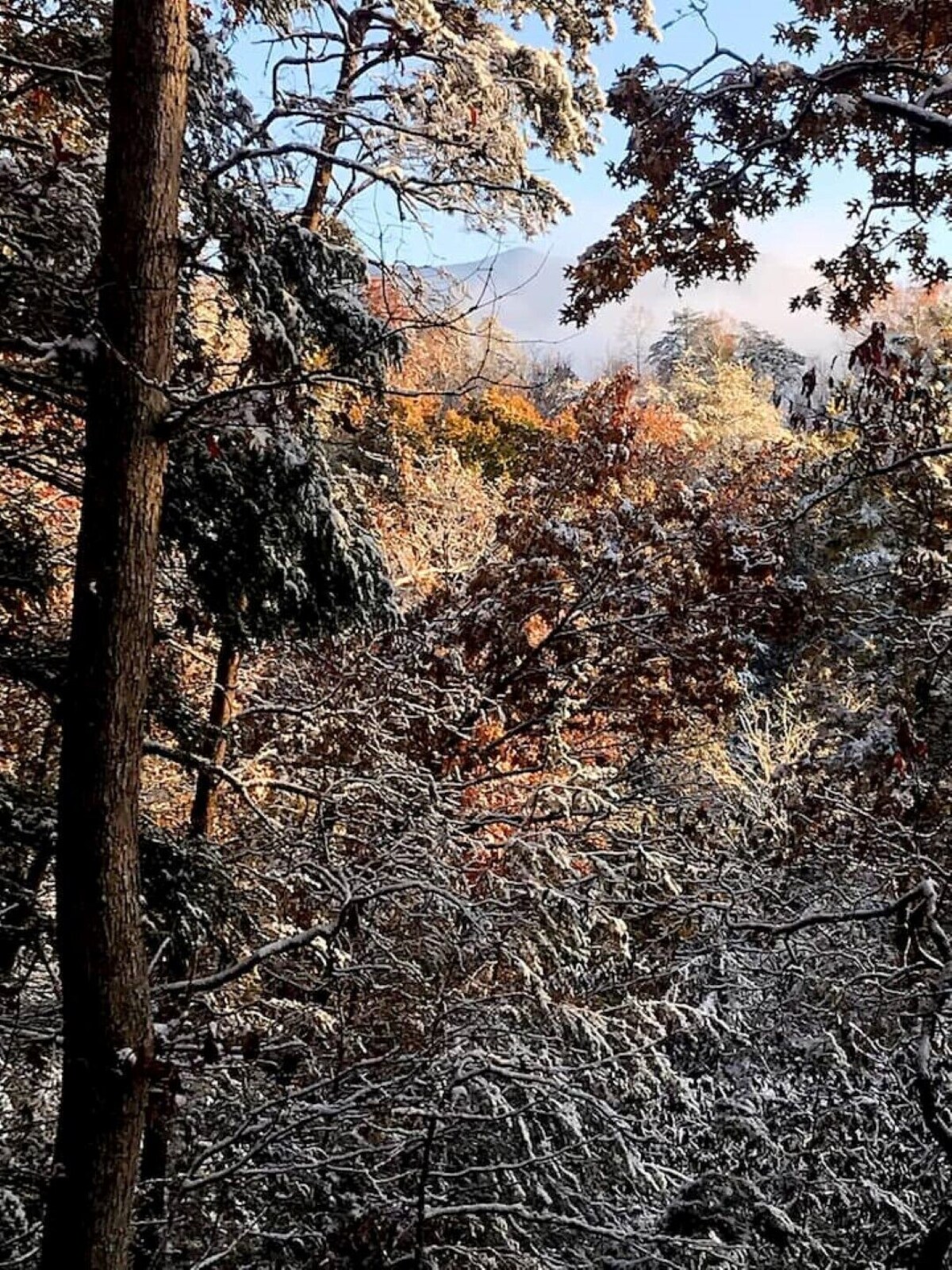 Photo 83 of Cozy nature vibes! Secluded, private and convenient!