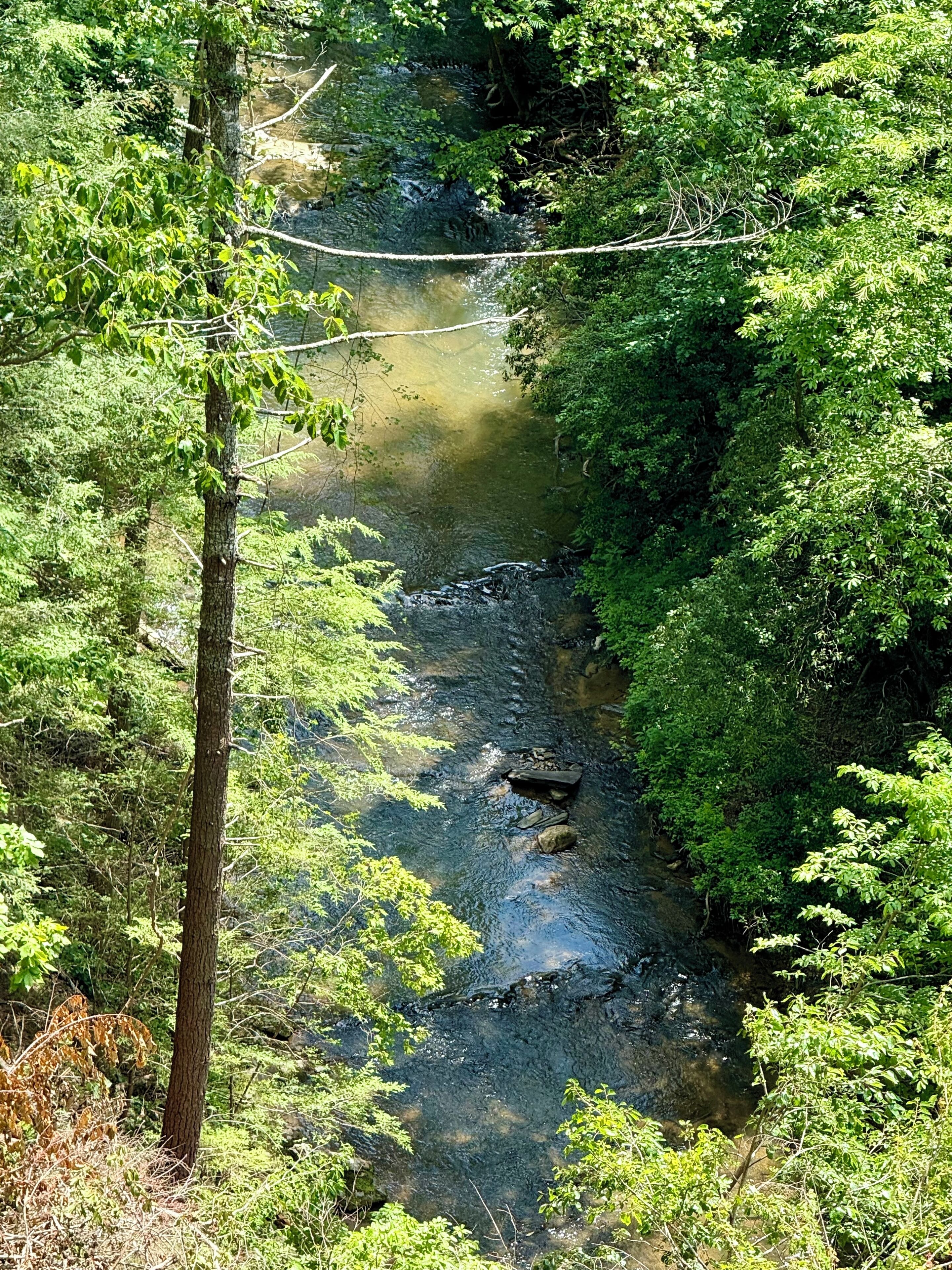 A natural stream surrounded by dense green foliage.