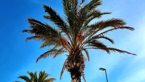 Un paseo marítimo con palmeras y una vista despejada del mar.
