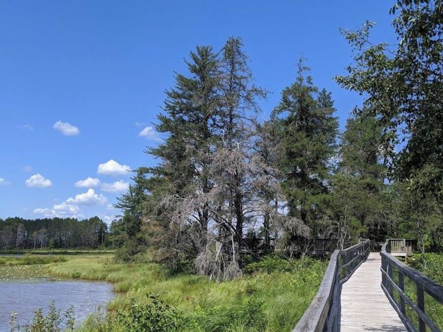 A wooden boardwalk leading to a body of water, surrounded by dense greenery and trees.