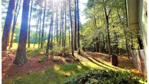 A forested area with tall trees and sunlight filtering through. - Make Casa Cabina Your Next Vacation Rental (Henderson)