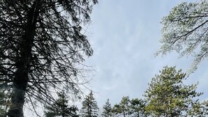 A red single-story house with a white door and two windows, surrounded by trees and a grassy yard. - Cozy Home, Minutes from Killington! Washer/Dryer & Free Disney+/Peacock! (Mendon)