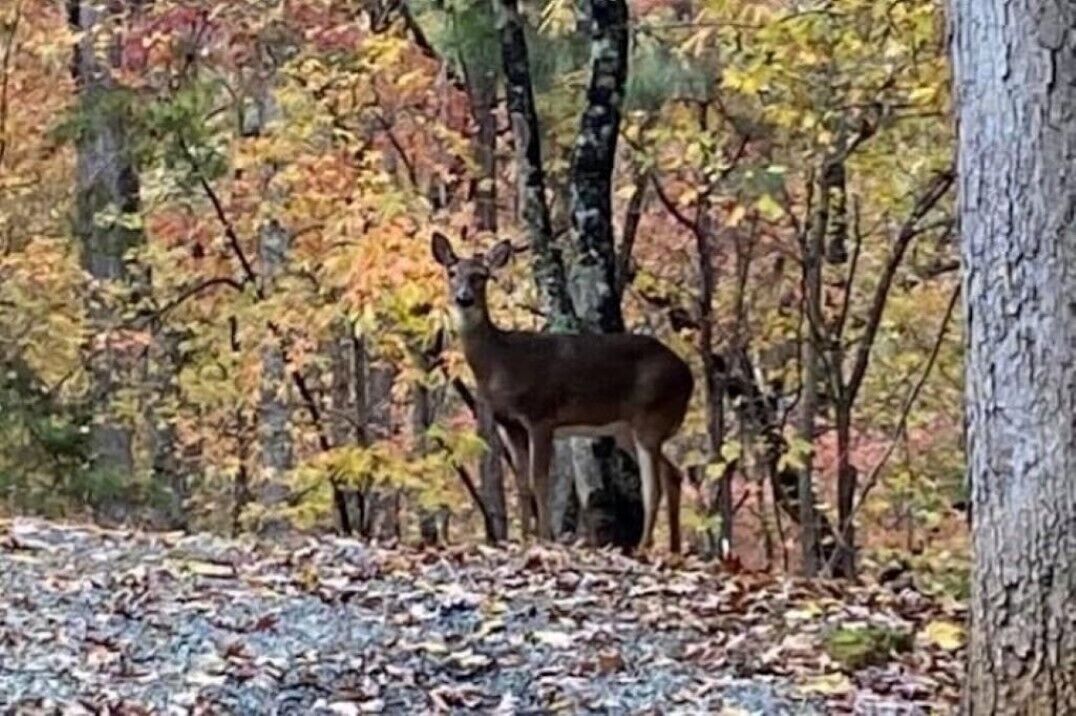 Un ciervo en un bosque con hojas de colores otoñales.