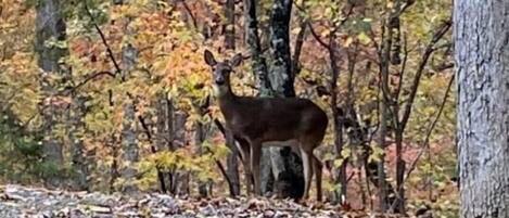 Un ciervo en un bosque con hojas de colores otoñales.