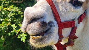 A close-up of a camel's face with a red halter and a green leaf in its mouth. - The Lazy Llama Shepherd Hut & Sauna (Ballyshannon)