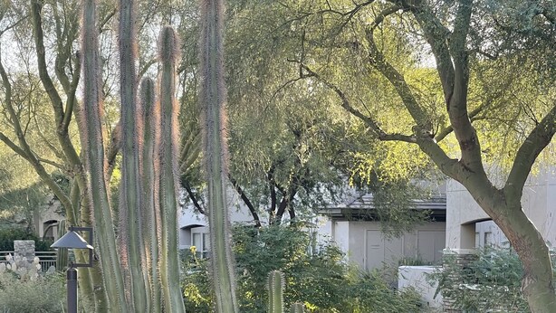 Un jardín con cactus y arbustos, suelo de grava y un farol.