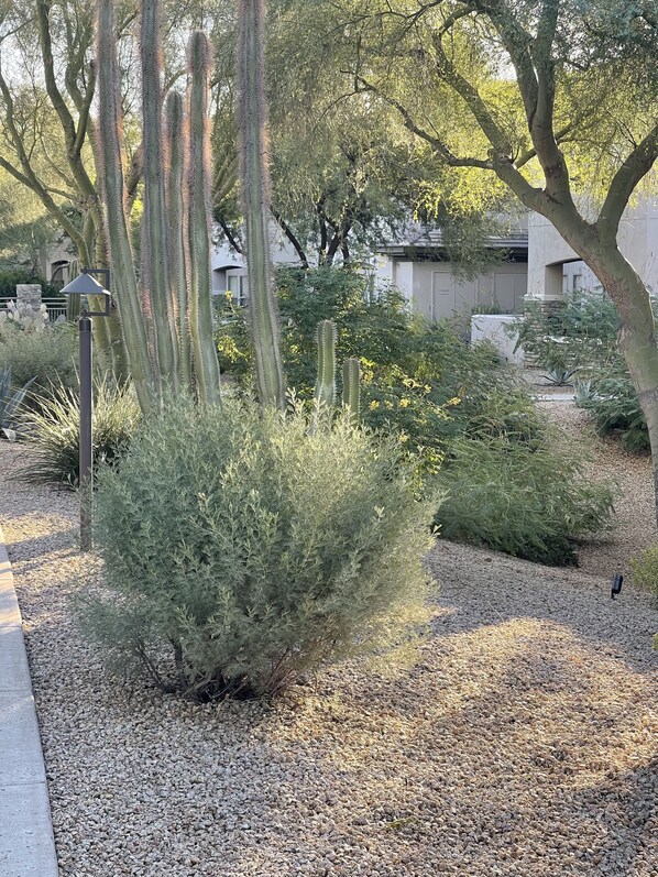 Un jardin agrémenté de cactus et d’arbustes, avec un sol recouvert de gravier et un lampadaire.