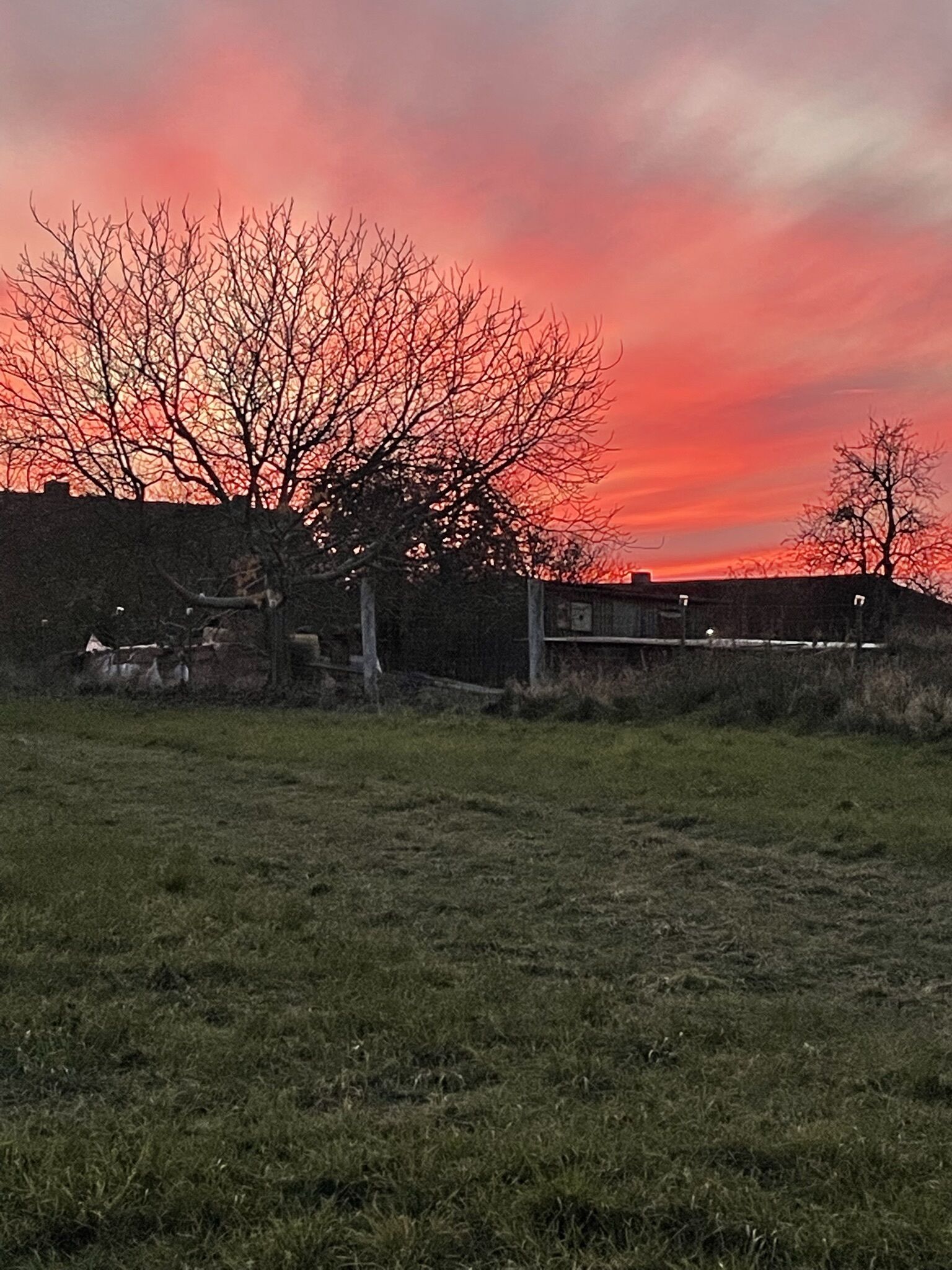 A grassy field with a tree and a building in the background.