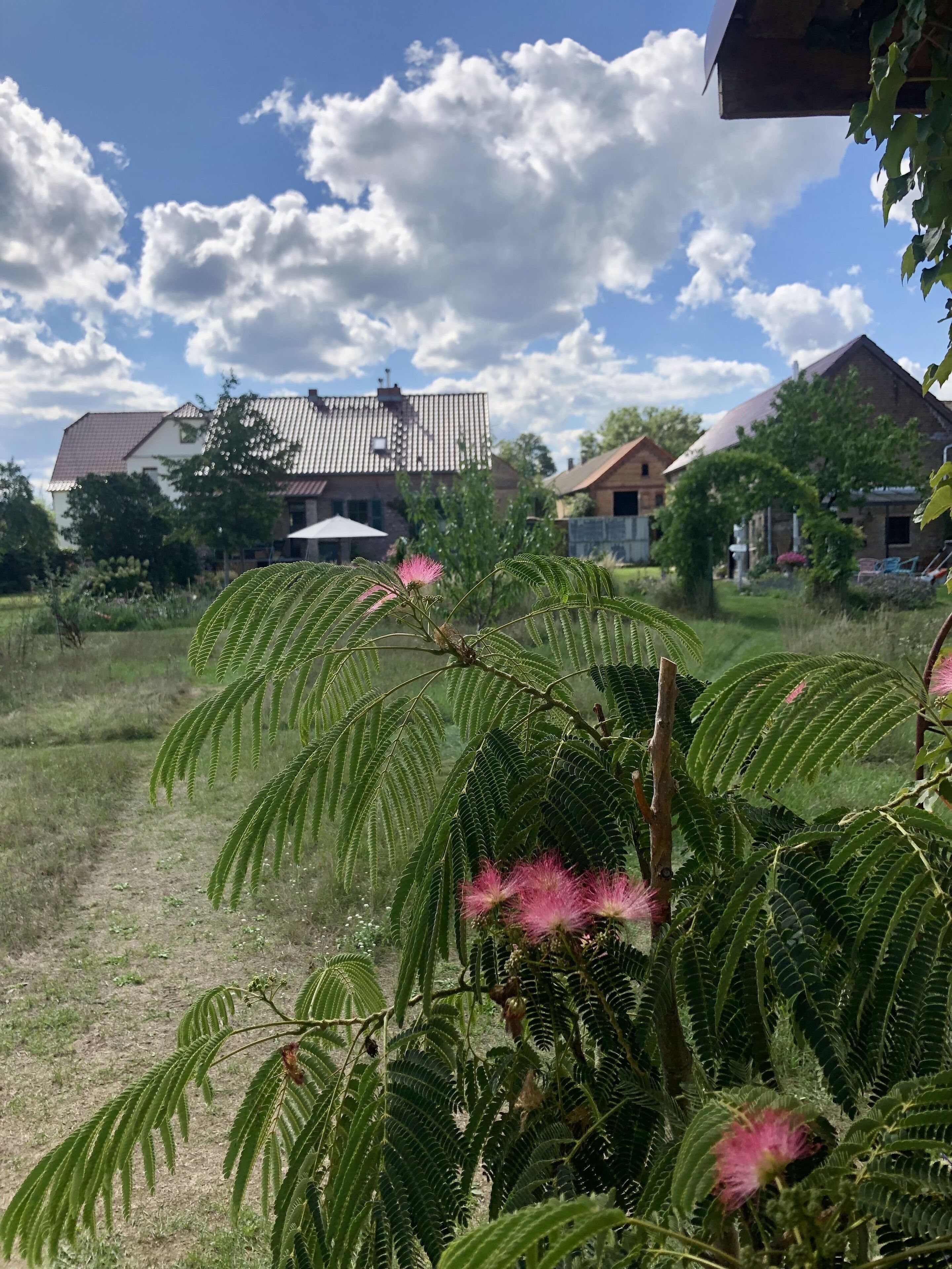 A rural landscape with a house, a clear sky, and a tree with pink flowers.