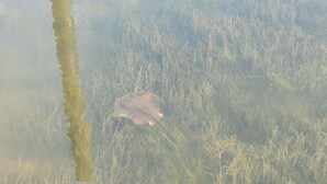A frog on a grassy surface near a tree. - Waterfront RV Site with Dock (Port St. Joe)