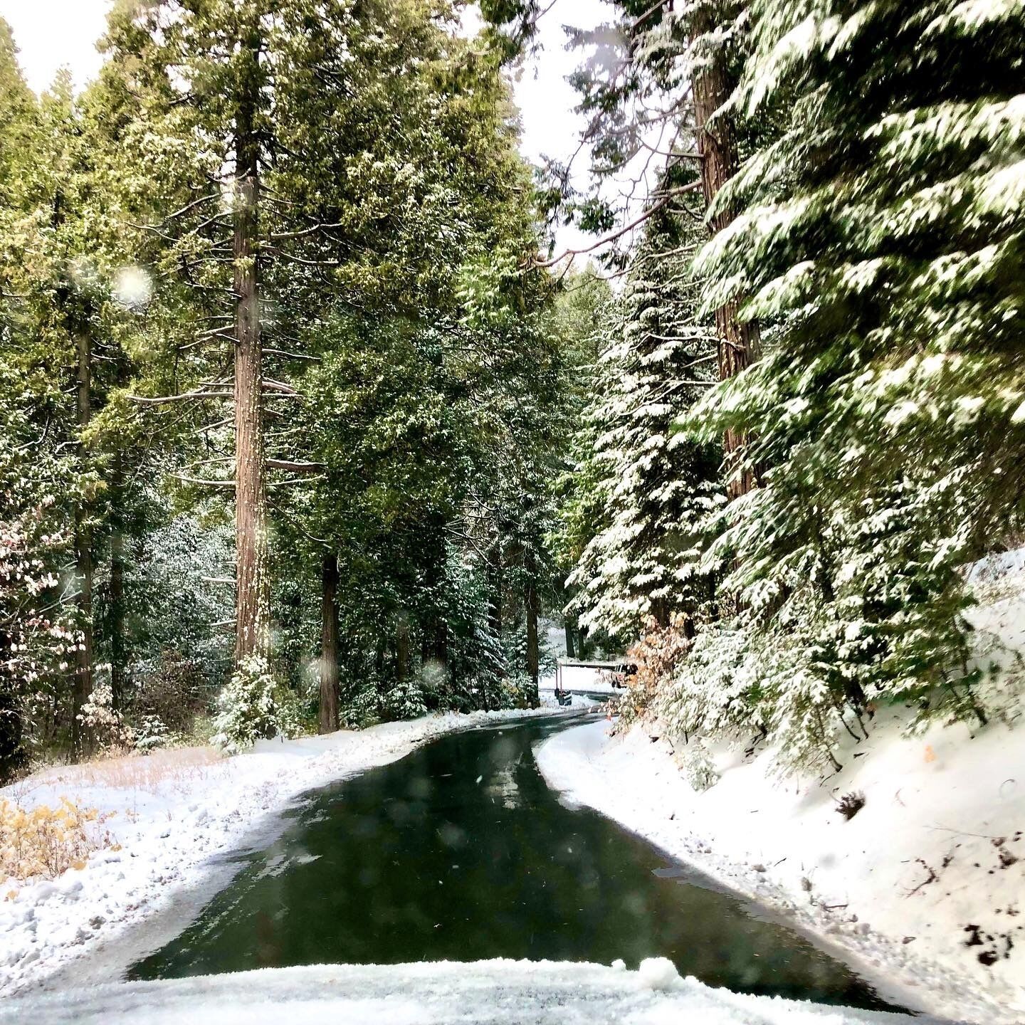 A snow-covered road flanked by tall evergreen trees.