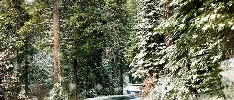 A snow-covered road flanked by tall evergreen trees.