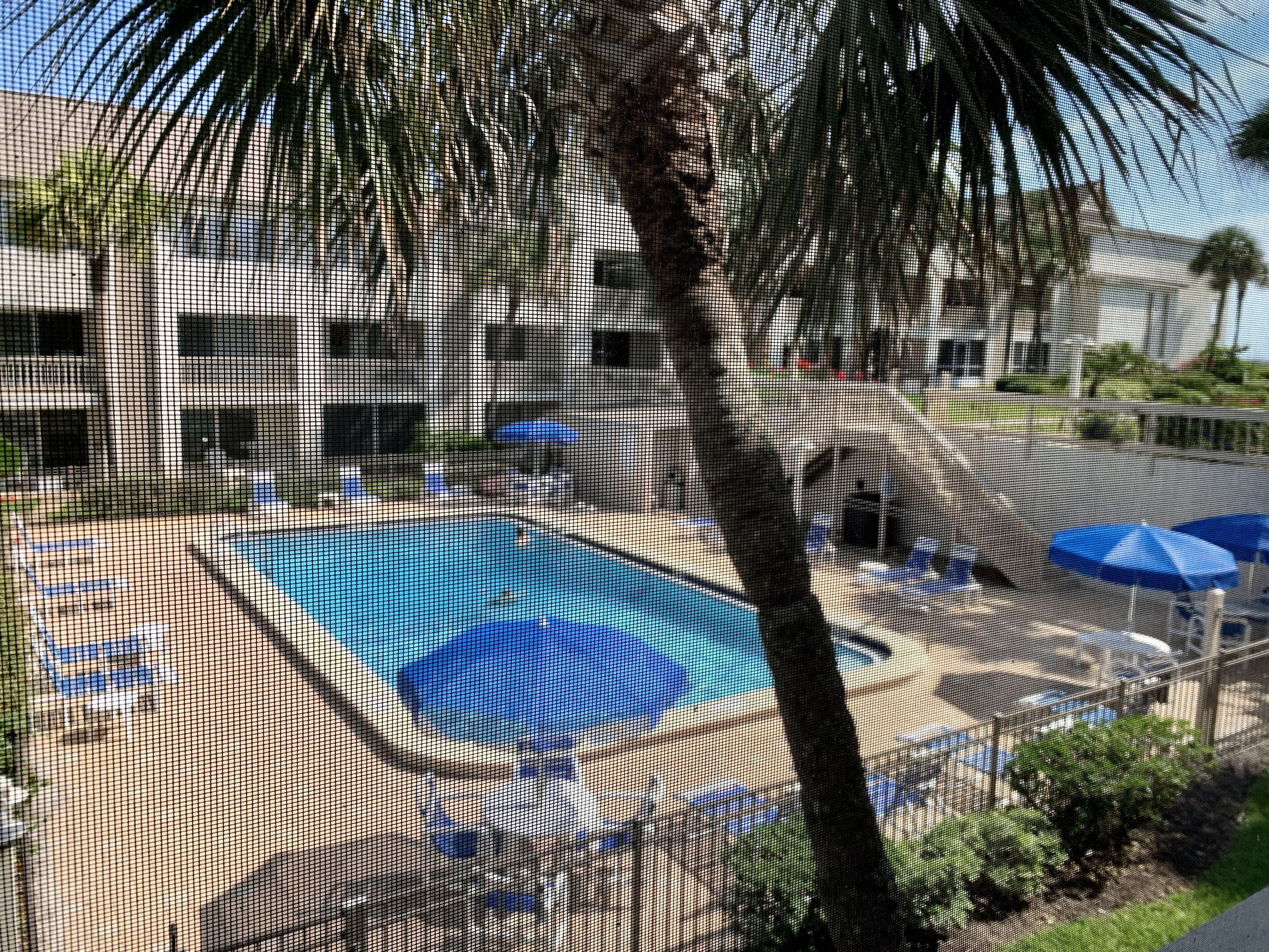 Zona de piscina con sillas de descanso y sombrillas, rodeada por una valla y palmeras.