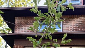 A brick building with a window and a tree with green leaves and yellow fruits in front.