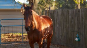 Horses can graze in the enclosed area with a nearby bird feeder.
