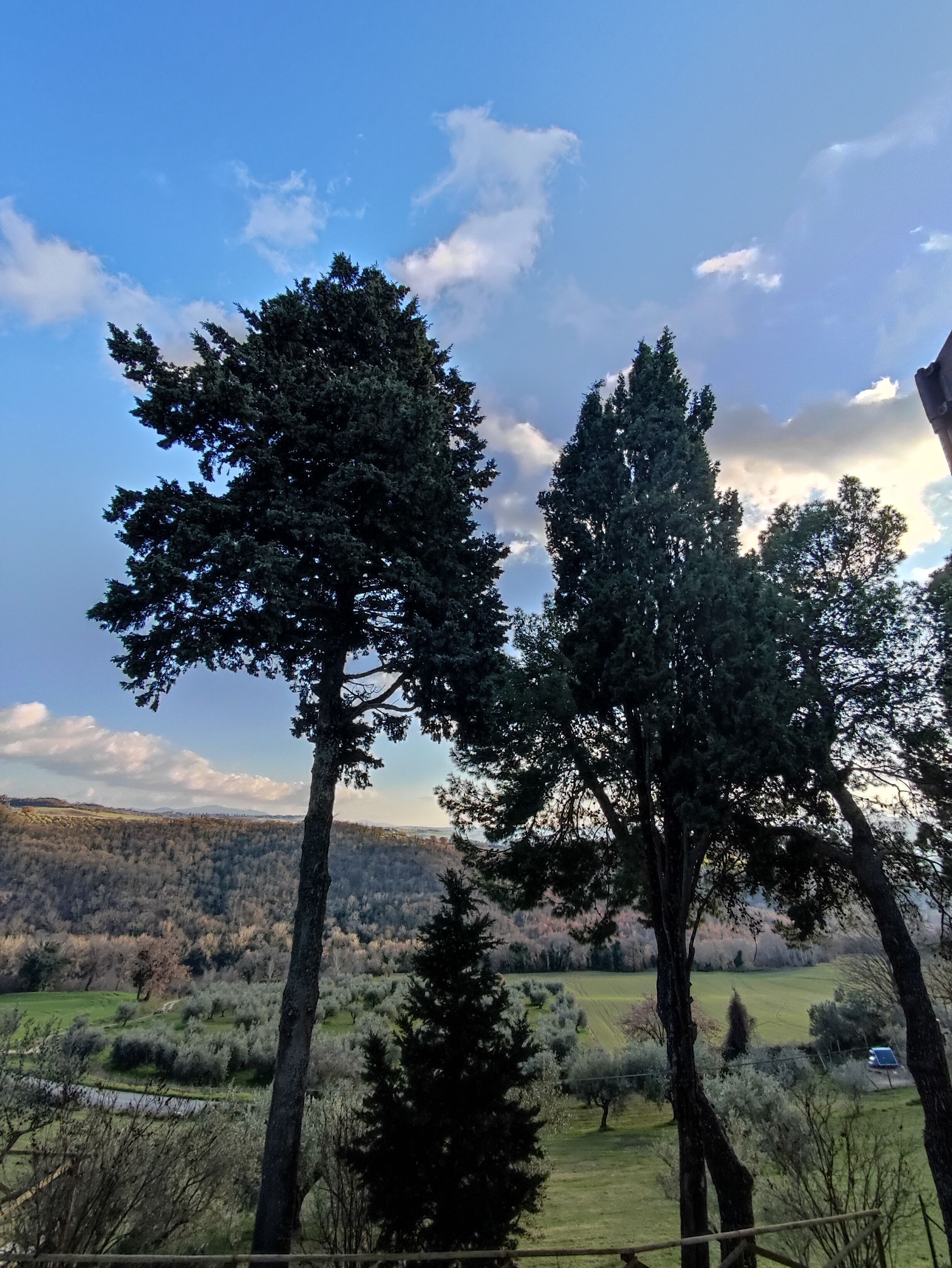 A view of tall trees with a clear sky and distant hills.