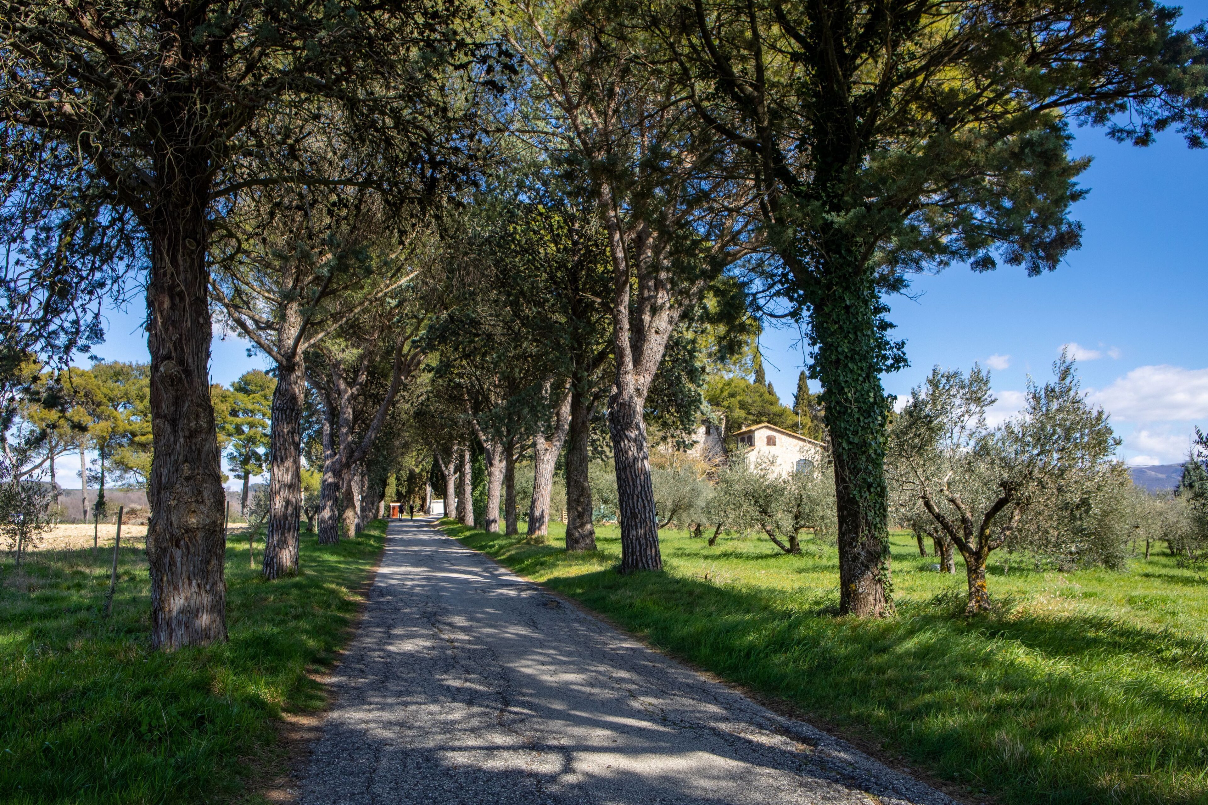 A paved pathway flanked by tall trees, leading to a building with a red roof.