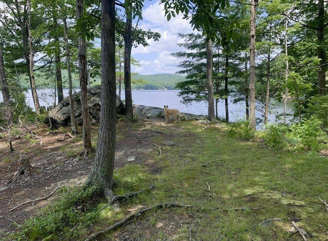 Luonnonkaunis maisema, jossa on järvi, puita ja peura.