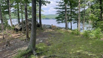 Luonnonkaunis maisema, jossa on järvi, puita ja peura.