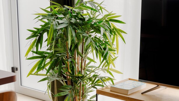 Een moderne woonkamer met een grote bamboeplant, een houten salontafel, een flatscreen televisie en een boekenkast.