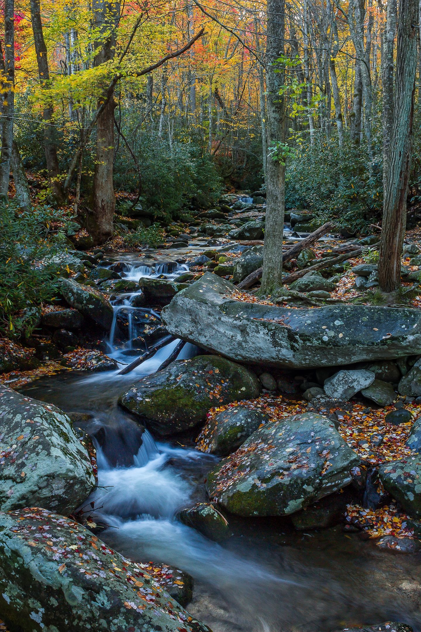 A forest stream with rocks and trees.