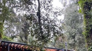 A rustic cabin with a wooden deck, surrounded by dense foliage and a stone wall. - CABANA en el bosque TRANQUILIDAD ABSOLUTA, UNICO (Valle de Bravo)
