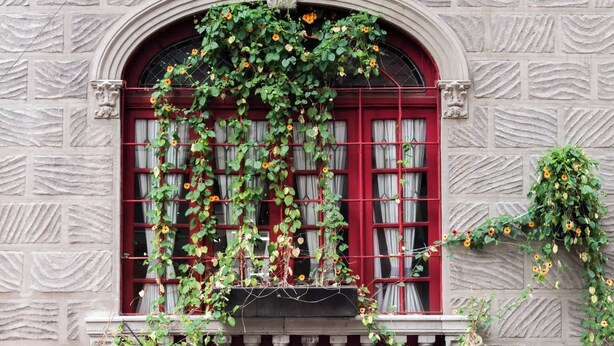 Un edificio de piedra con una ventana de marco rojo cubierta de hiedra verde y flores naranjas.