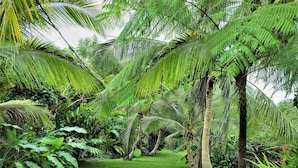 A lush tropical garden with dense foliage, including palm trees and ferns, and a clear path. - Tropical Rainforest Retreat (Naguabo)