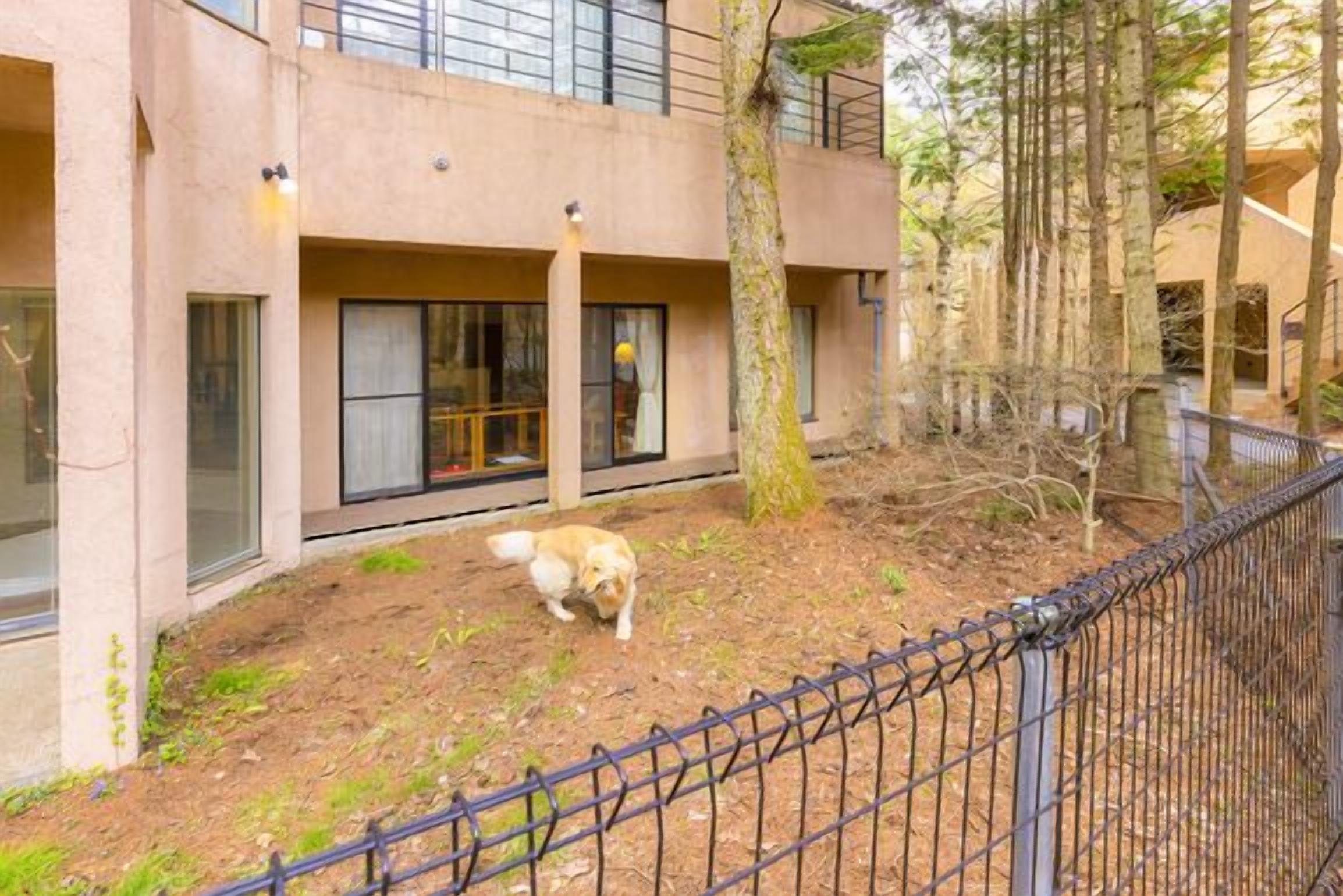 Un edificio con un área exterior cercada, un perro paseando y árboles.