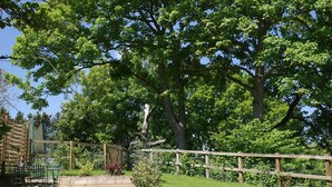 A garden with a wooden staircase leading up to a deck, surrounded by lush greenery and trees. - The Cartlodge near Woodbridge - recently converted barn (Woodbridge)