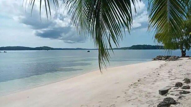 A beach with clear water, a palm tree, and a distant shoreline.