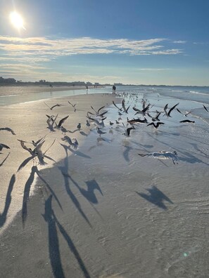 Sun-loungers - APRIL-MAY 2025, Luxury 2BD/2BA, Sarasota,Palmer Ranch,Florida,GARAGE, 1st Floor, (Sarasota)