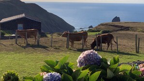 A rural landscape with a stone building, cows grazing, and a view of the ocean. - Villa Mariense welcomes you in a landscape designed by nature! (Santa Barbara - Santa Maria - Azores Island)