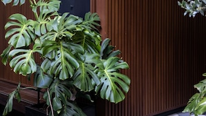 A potted monstera plant in front of a wooden wall with vertical slats. - Casa Hedera (Mexico City)