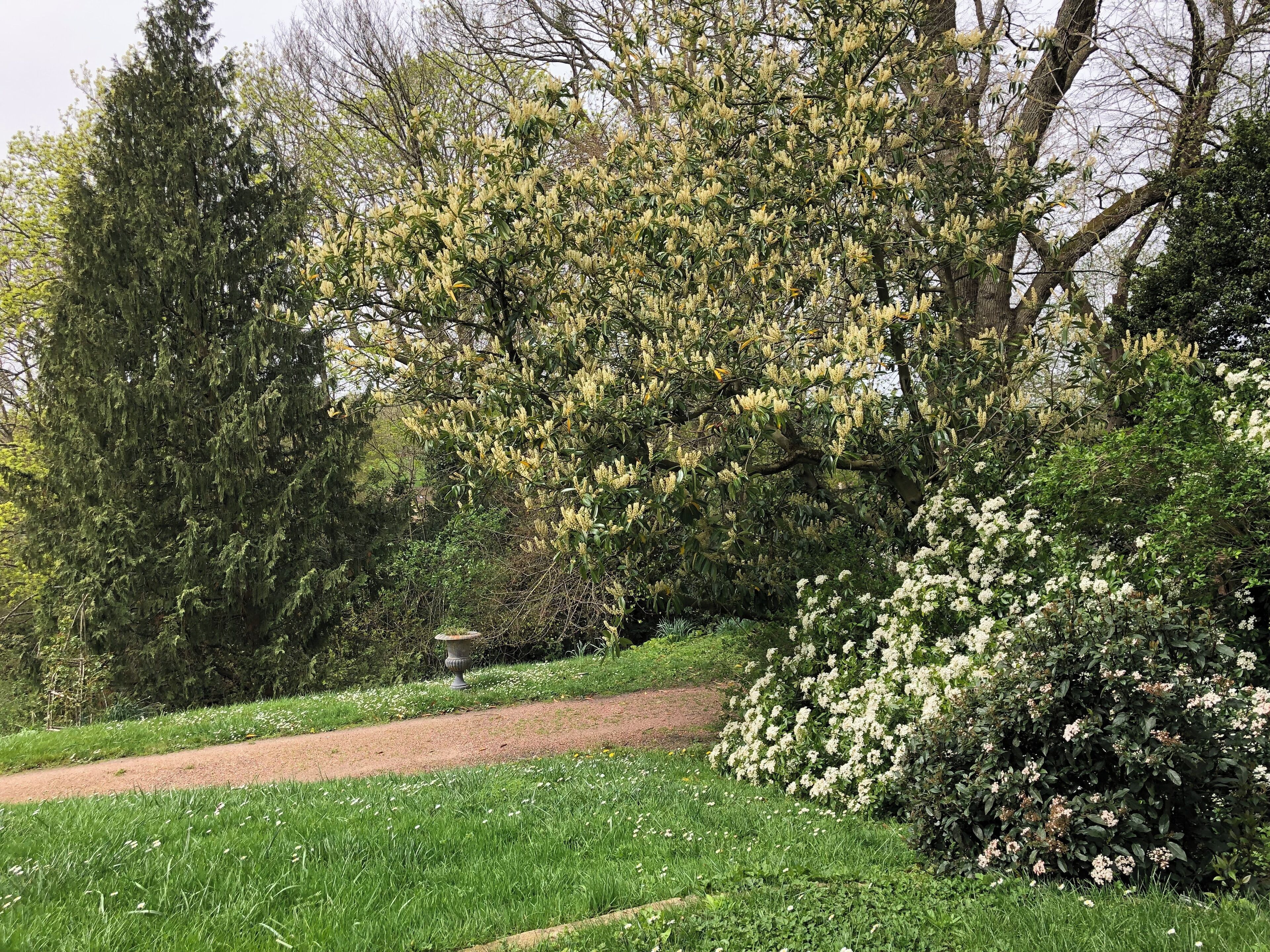 A pathway through a park with various trees and flowering bushes.