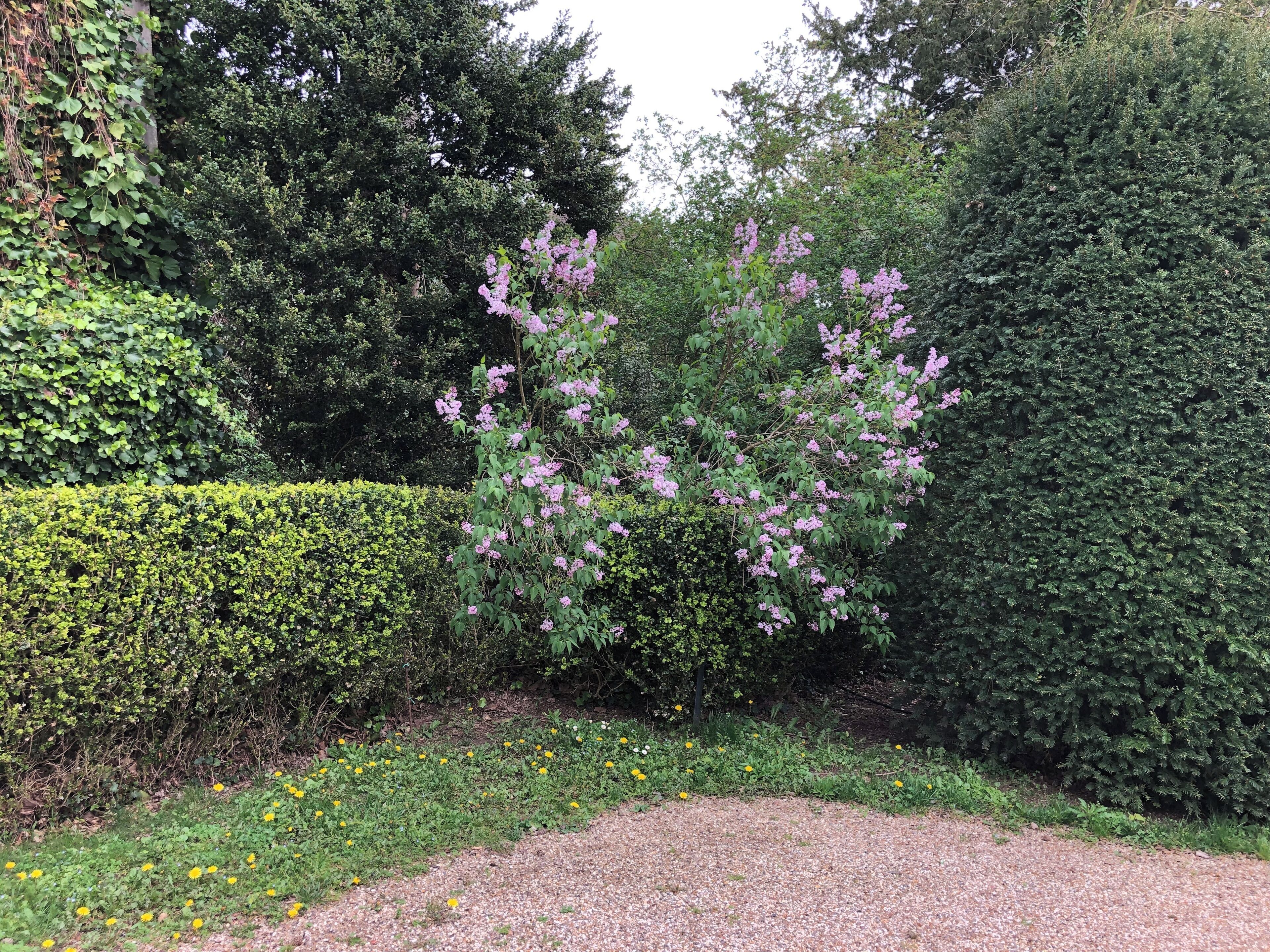 A garden with a gravel path, dense hedges, and flowering shrubs.
