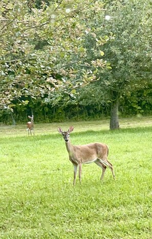 A grassy field with a deer standing in the foreground and another deer in the background.