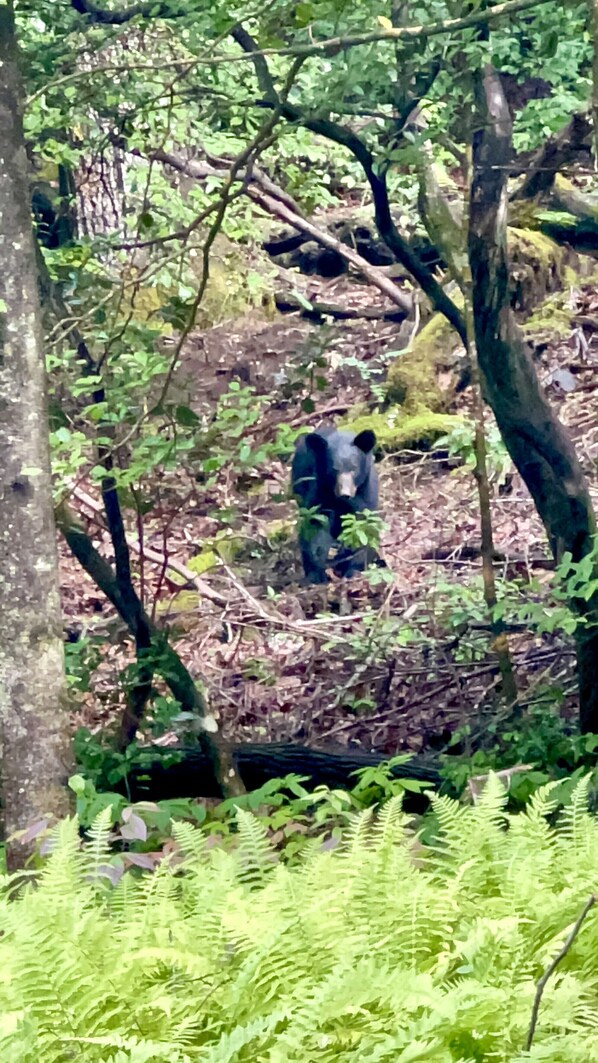 A bear in a forested area with dense foliage and trees.