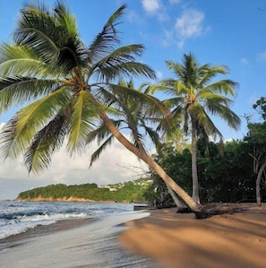 A beach with palm trees and a view of the ocean.