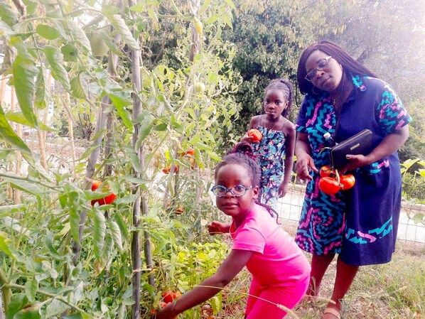 Un jardín con plantas de tomate y personas cuidándolas.