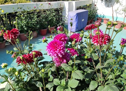 Fully Furnished 1BHK, Unit SA2 for families - room, lobby, kitchen, bathroom