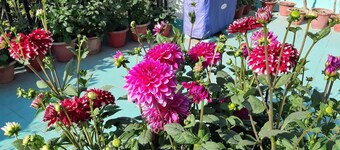 Fully Furnished 1BHK, Unit SA2 for families - room, lobby, kitchen, bathroom