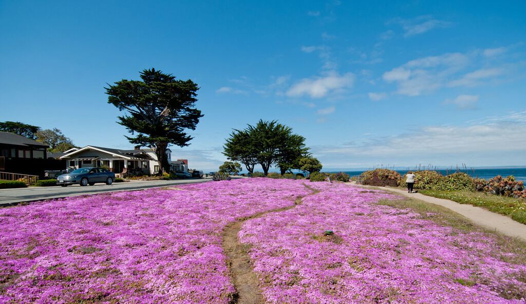 Una calle residencial con casas, cielo despejado y un campo de flores moradas.